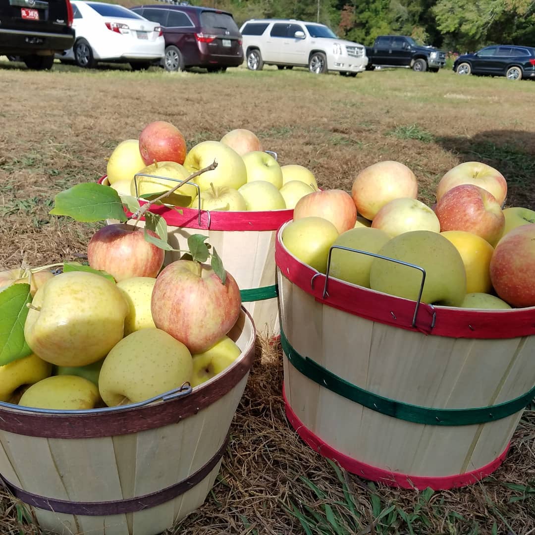 Ellijay Apple Festival 2020 Information & Event Blue Sky Cabin Rentals